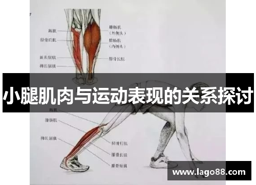 小腿肌肉与运动表现的关系探讨